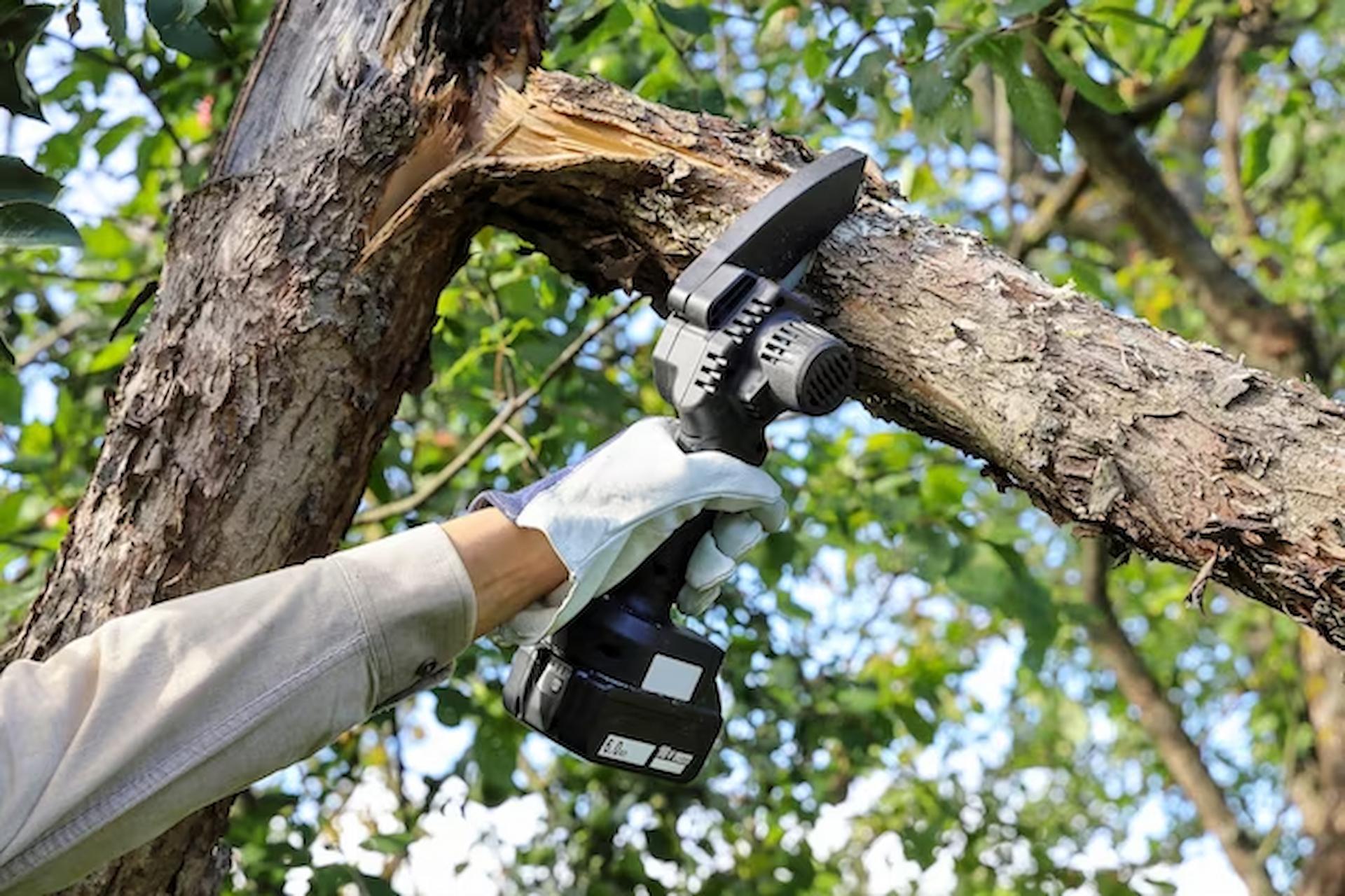 Inside the Day-to-Day Responsibilities of a Tree Surgeon