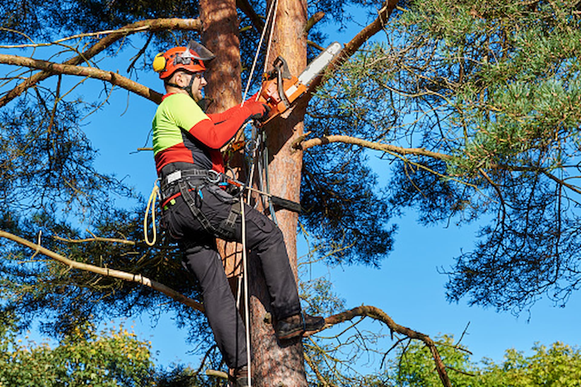 Tips To Growing Different Types Of Plants And Trees In Your Garden