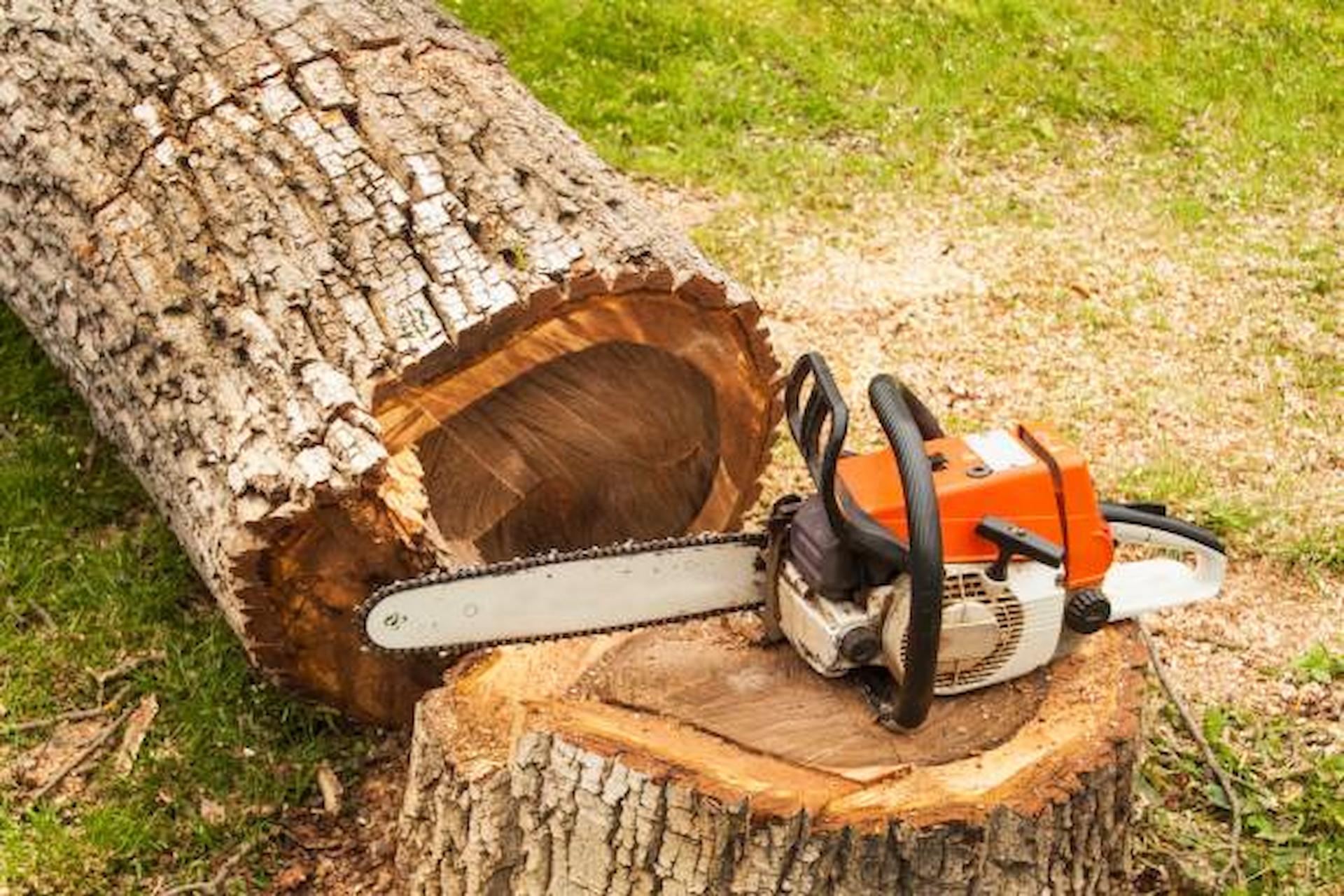 4 Valid Reasons Why Tree Felling Is Very Necessary Sometimes